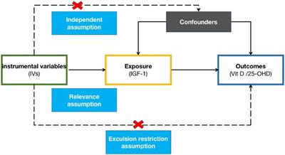 Causal associations between insulin-like growth factor 1 and vitamin D levels: a two-sample bidirectional Mendelian randomization study